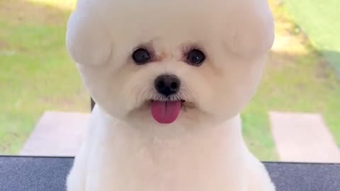 Little Dog | Cute Dogs |
