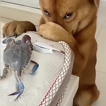 Get ready to laugh out loud! 😂🐾