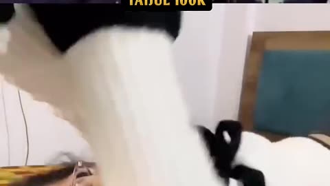 Try not to laugh 😂😂😂