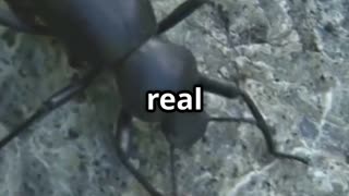 🪲 Trilobite Beetles Living Fossils from a Forgotten World 🦖🌿