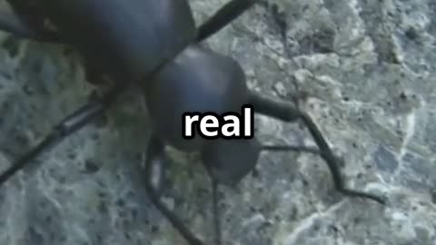 🪲 Trilobite Beetles Living Fossils from a Forgotten World 🦖🌿