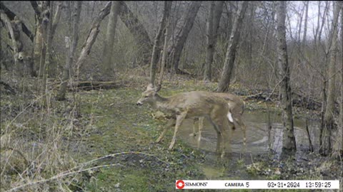Backyard Trail Cams - Deer and Mallards in Frog Pond