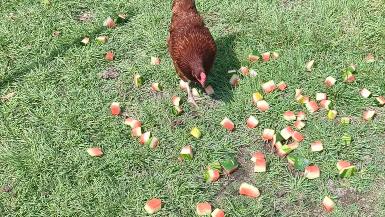 Chickens coming out