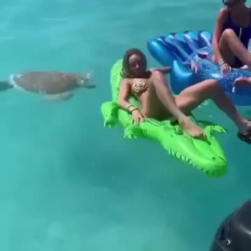 One of the reasons why you must not feed wild animals.