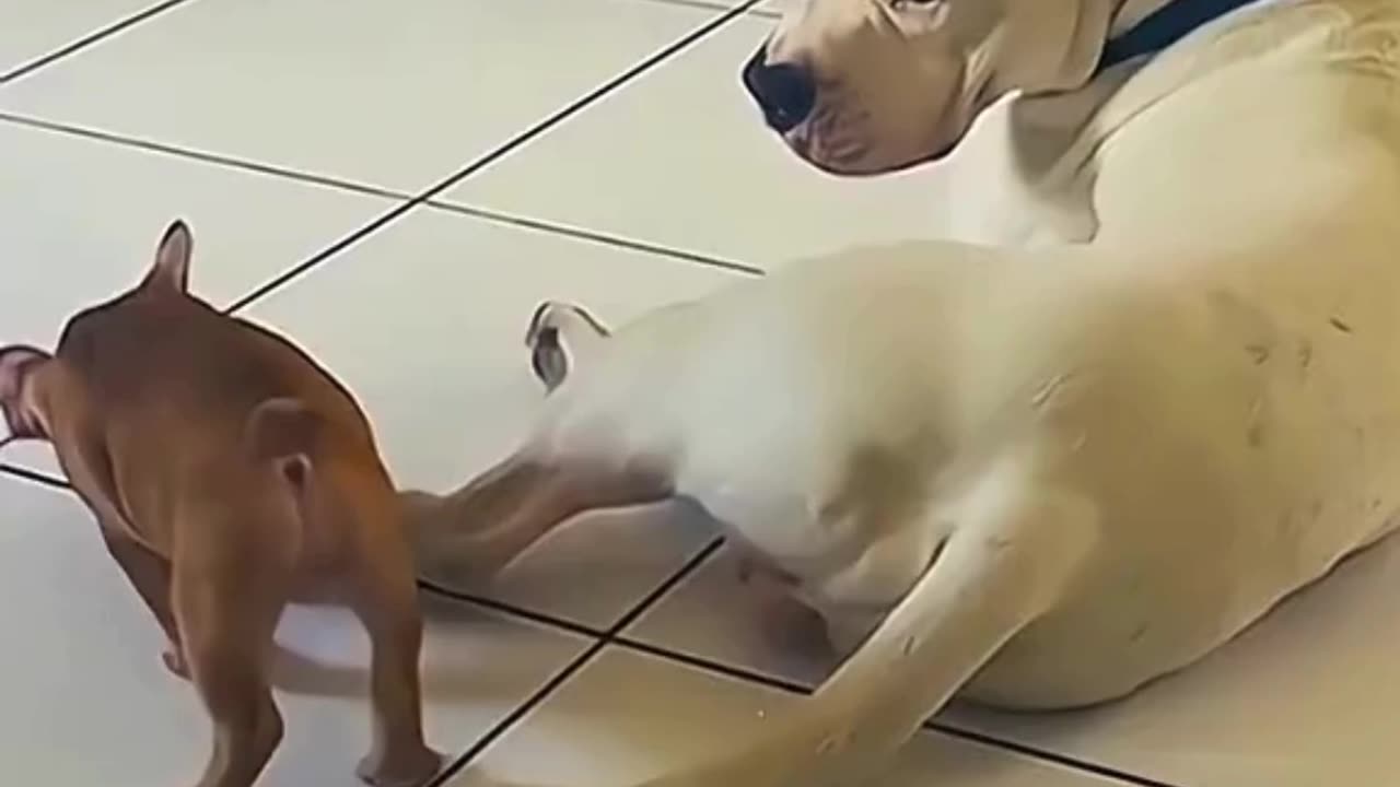 FUNNY ANIMAL COMPILATIONS - PART 32