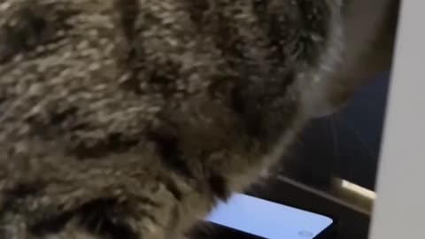 😂🐱 Cat's Digital Fishing Skills Are Next Level! | FunFM