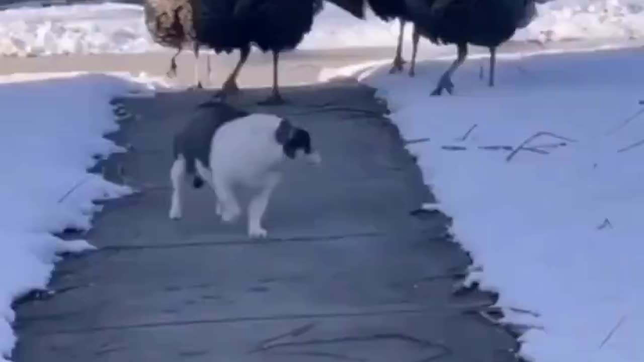 Turkey Gang