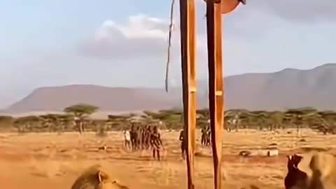 A unique way to escape from lions