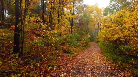 Walking in the Rain – Autumn Forest (4K) | Binaural Audio, Rain on Umbrella Sounds | ASMR Relaxation