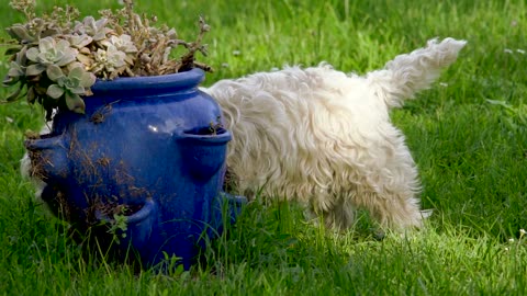 Can gusse it what is the name of this dog .