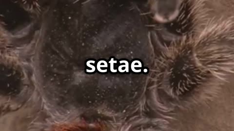 🕷️🔍Tarantulas Masters of Vibration Detection! 🕷️🔬✨