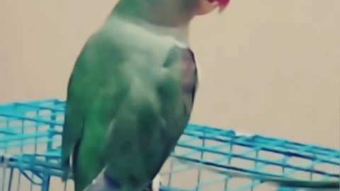 तोते की कमाल की बातें | बोलता हुआ तोता | Funny Parrot Video