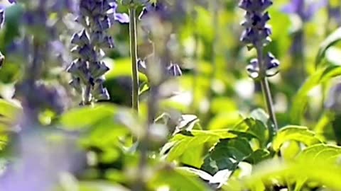 6 Surprising Uses for Sage