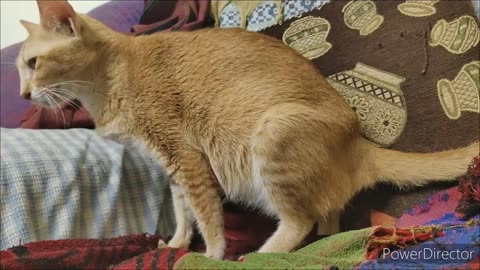 Miraculous Moments: Witness the Birth of Adorable Kittens!