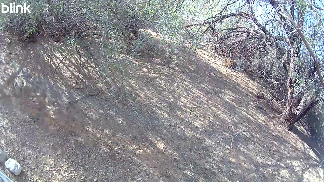Trail Cam Videos