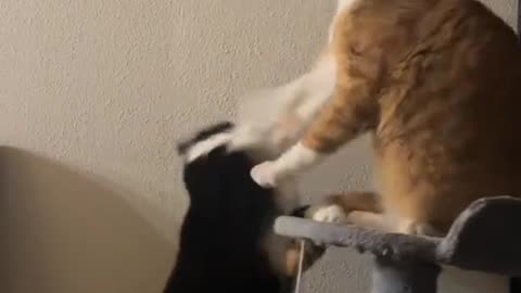 Black Cat vs. Orange Cat: The Ultimate Fight."