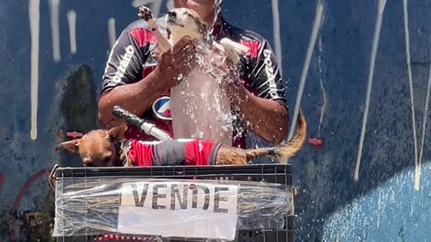 Puppy Gets a Beach Shower