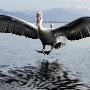 Dalmatian pelican, Northern Greece