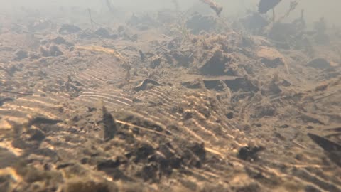 Many leaves underwater