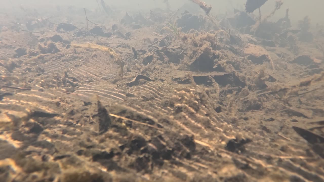 Many leaves underwater