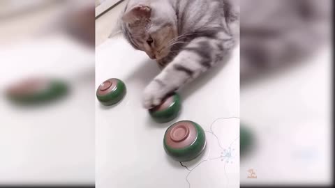 TRY NOT TO LAUGH [IMPOSSIBLE] Funny cat Videos