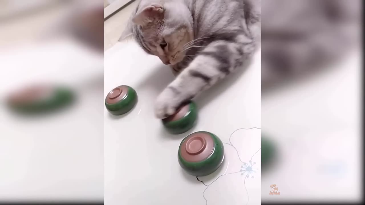 TRY NOT TO LAUGH [IMPOSSIBLE] Funny cat Videos