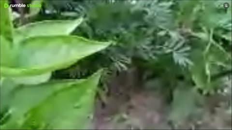 Flower that doesn't smell