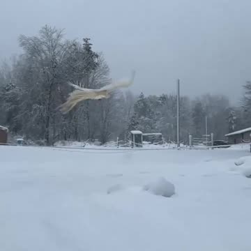 A white peacock just flying off.. magical