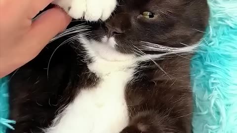 Grooming Time 🥰 Part 2 – Satisfying Cat Care! Subscribe & Like for More Pet Tips
