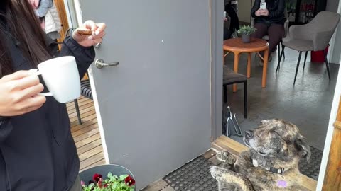 Dog Puts on Adorable Show to Beg for Icelandic Hot Spring Bread
