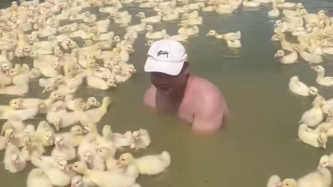 Surrounded by Baby Ducks! 🐣🩵 The Sweetest Nature Moment Ever