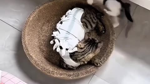 When the Cancan Beat Possesses Your Cat