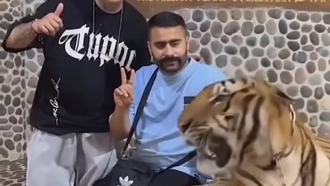 Funny animal