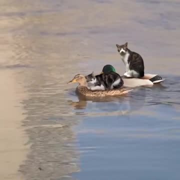 Ducks roll cats on the water