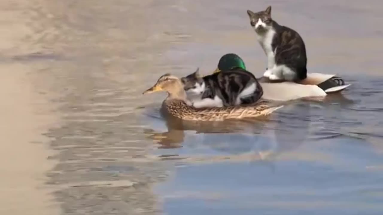 Ducks roll cats on the water