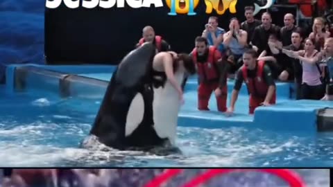 Jessica Attacked by Her Pet Shark ....#jessica #dolfin #shortvideo #viralvideo