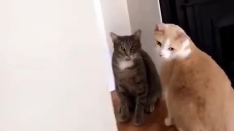 funniest cat compilation ever 😂