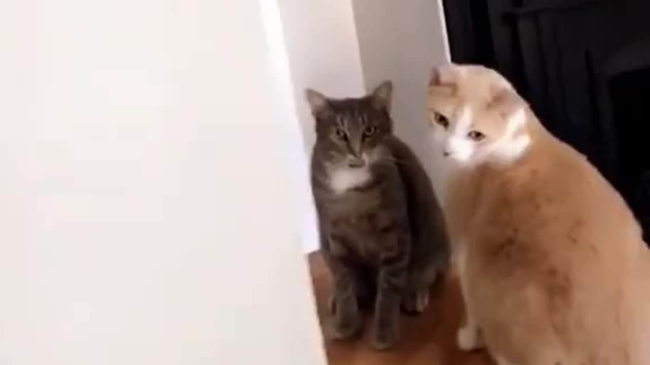 funniest cat compilation ever 😂