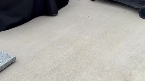 Patio Cockroach Gets Swooped