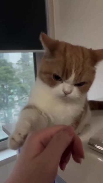Angry mean kitty 🤣