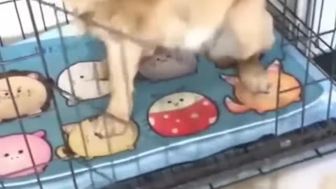 Cats that are bonkers