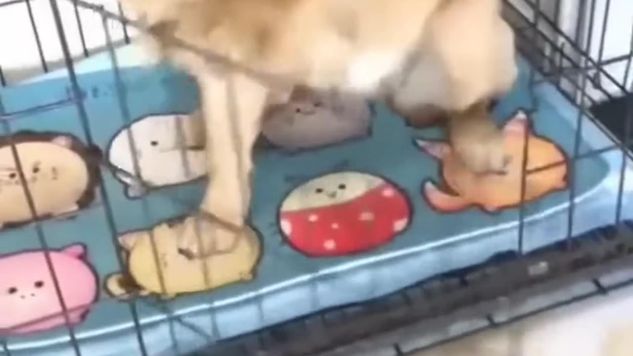 Cats that are bonkers