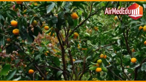 45 Beneficios de las Hojas de Mandarina