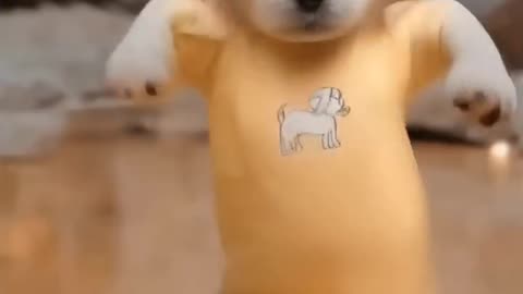Dancing puppy deli