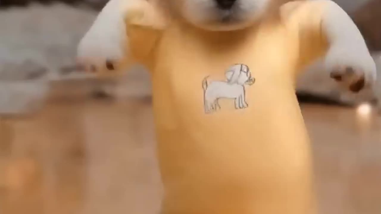Dancing puppy deli