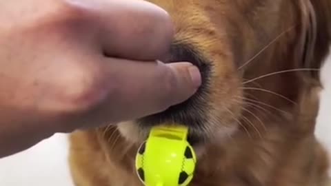 funny dog short video #funny #short #dog #tiktok #viral #animals #pat #fun #baby