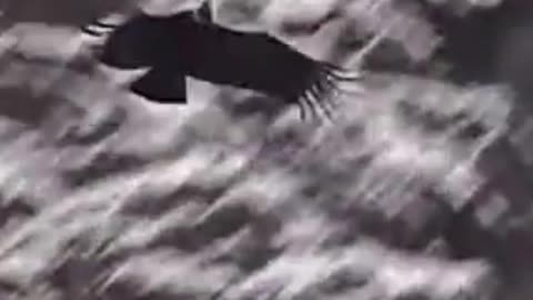 condor