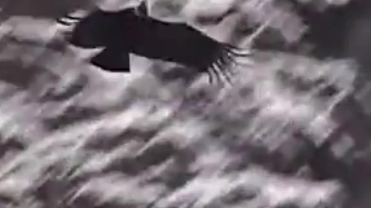 condor