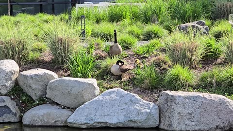 Family of Canadian Geese