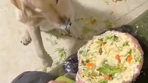 Good dog